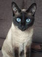 Zaginęła kotka rasy syjamskiej