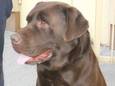 Znaleziono psa rasy labrador