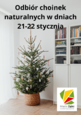 Odbiór choinek naturalnych od wspólnot w dniach 21-22 stycznia