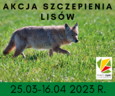 Od soboty 25 marca rusza akcja szczepienia lisów