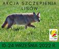 Akcja szczepienia lisów odbędzie się w dniach 10-24 września 2022 r.